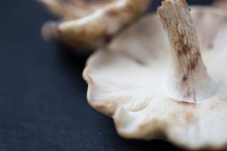 Diagnostic mérule champignon en Aquitaine : risques et détection
