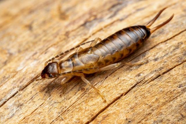 Termites en Aquitaine : un diagnostic obligatoire dans toute la région